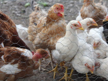 Brota nuevamente gripe aviar en Jalisco