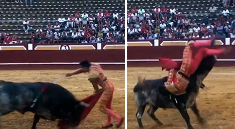 Torero sufre cornada que le destruye la arteria femoral
