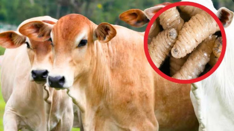 EU amenaza con restringir importaciones de ganado mexicano por gusano barrenador