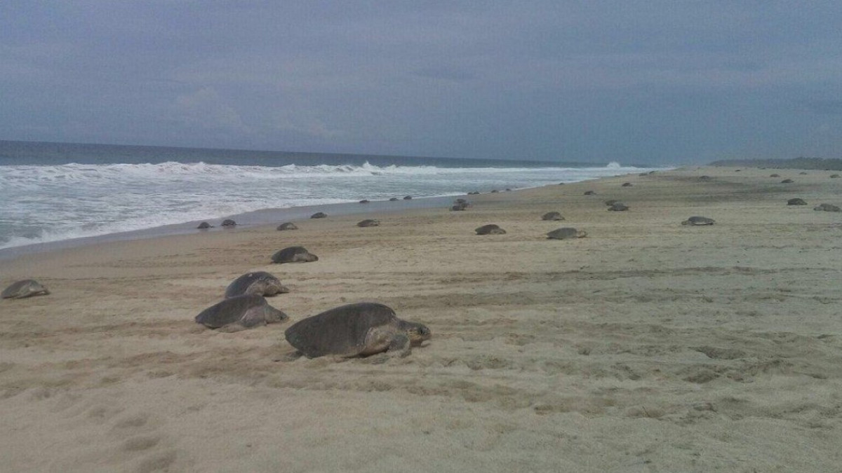 Tortuga golfina llega a a costas de Oaxaca