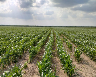 Insuficientes recientes lluvias para combatir sequía en la región