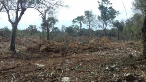 Clausuran en Quintana Roo predio