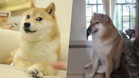 Diagnostican a “Cheems” el perrito de los memes con cáncer