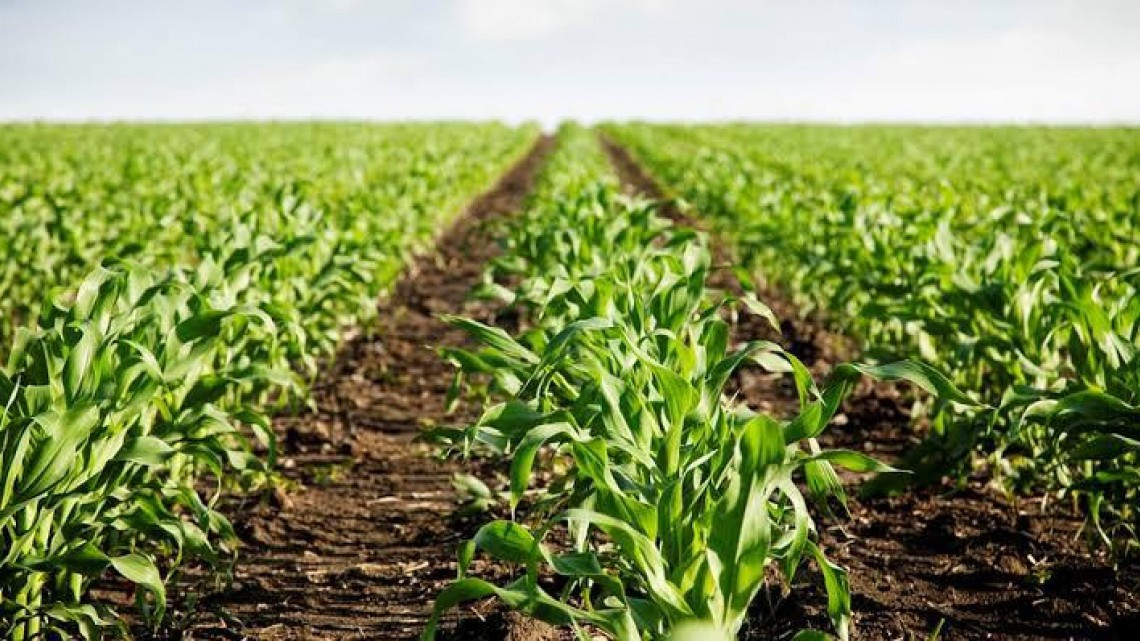 Impulsarán la agricultura, ganadería y pesca en Matamoros