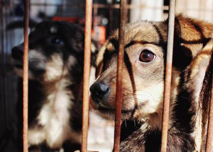 Piden cárcel para maltratadores de perros