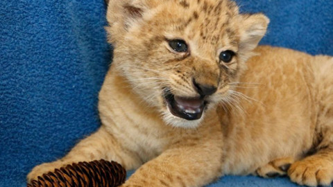 Conoce a la cachorrita que inspiró a ‘Simba’ en “El Rey León”
