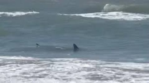 Fenómenos meteorológicos y presencia de tiburones, ahuyentan el turismo de playa
