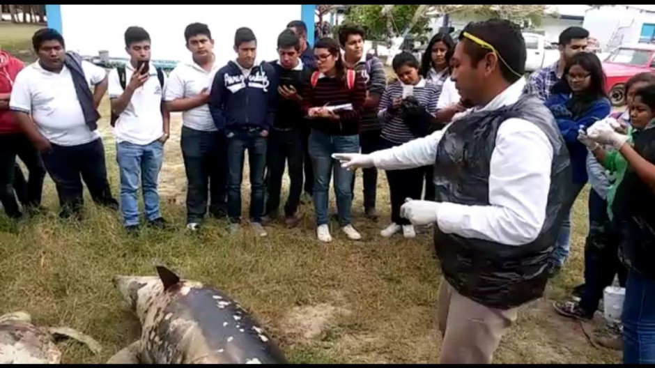 Realizan autopsia a delfín y tortuga encontrados muertos en Miramar