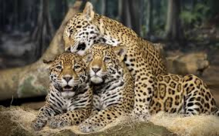 El jaguar, en mayor riesgo de extinción a lo calculado: UNAM