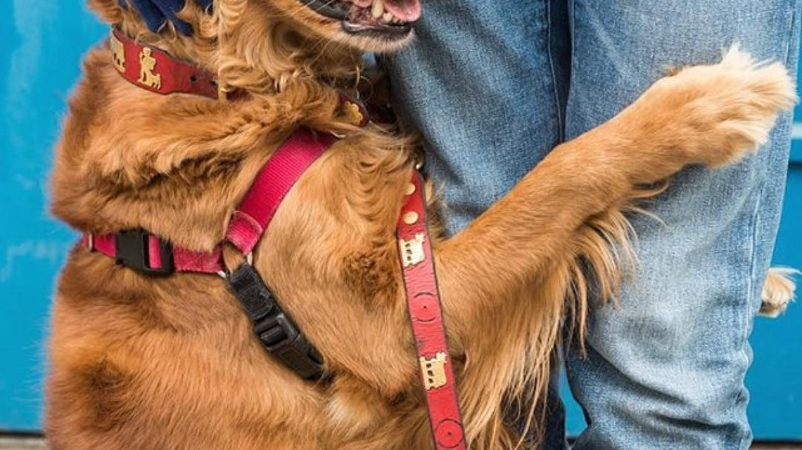 Perrita regala abrazos y se roba corazon de las personas 