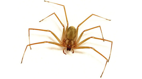 Mexicanos crean antídoto para el veneno de la araña violinista