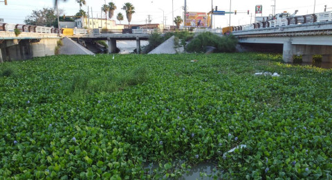 Detienen limpieza de lirio acuático del canal Anzaldúas