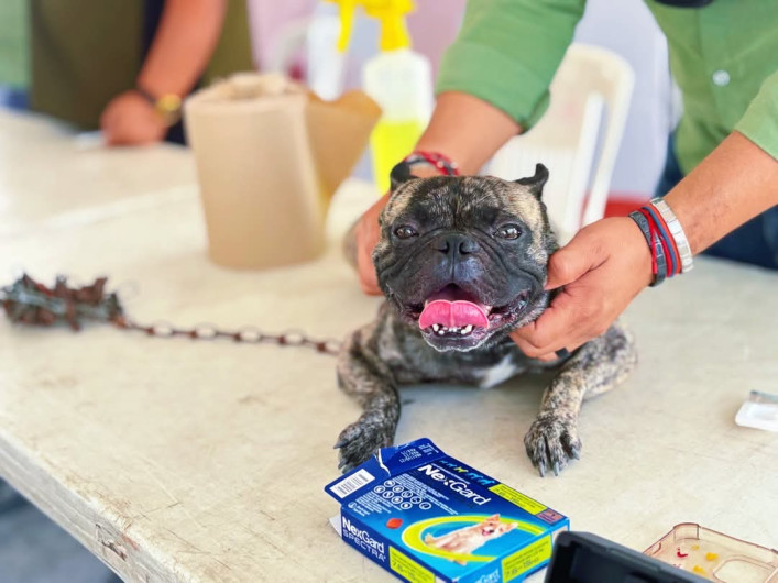 Atendió Gobierno de Carlos Peña Ortiz a 243 mascotas en Miravalle