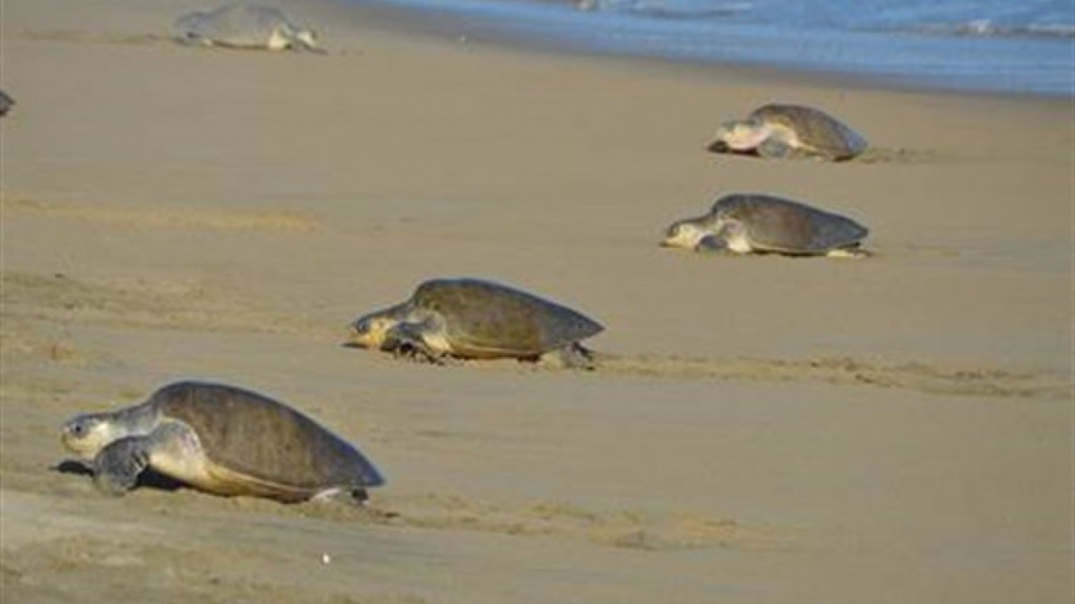 Recibe Oaxaca a cientos de tortugas Golfina
