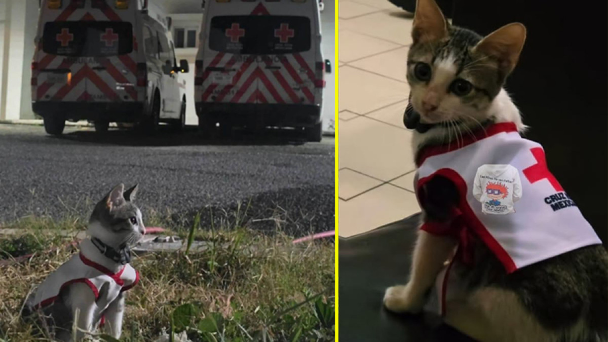 'Urgencio', el nuevo integrante felino de la Cruz Roja en Ciudad Victoria