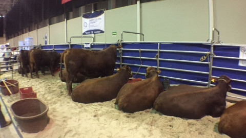 Inaugura Gobernador Congreso Mundial de Ganadería y Agricultura en Tampico