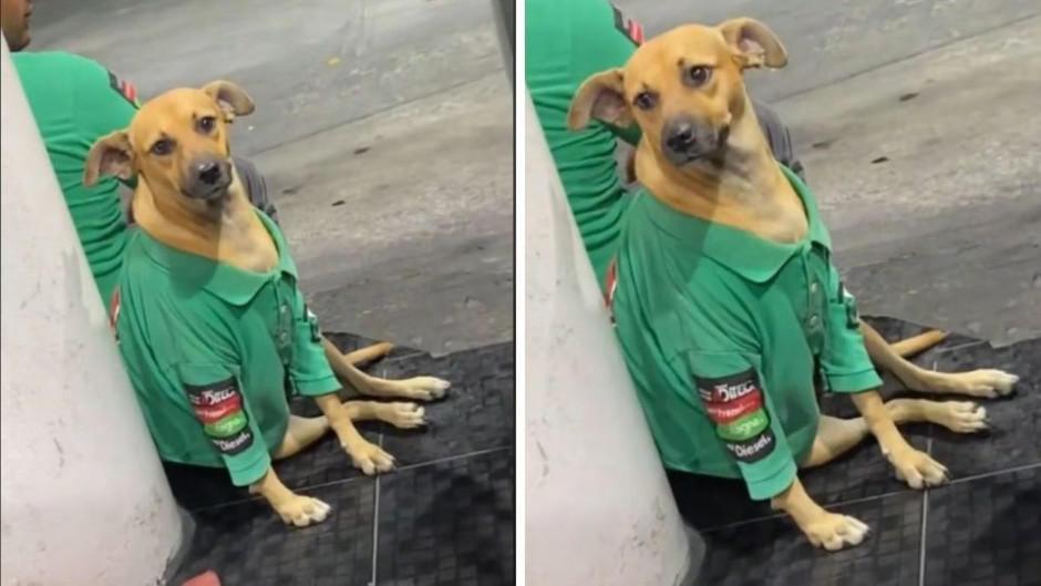 Perrito se vuelve "empleado" de una gasolinera