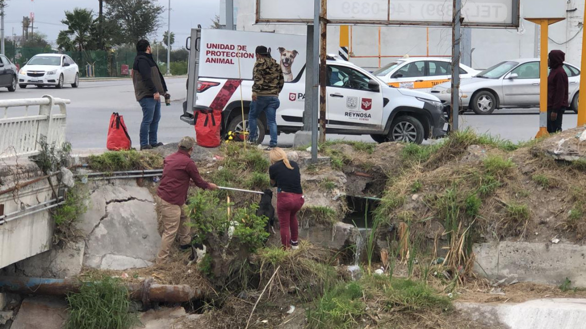 Rescatan a dos perros de Dren de las Mujeres