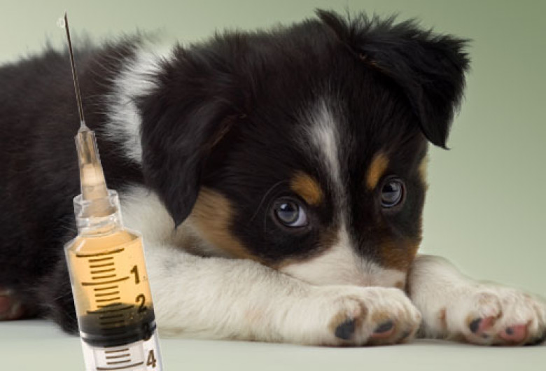 Ofrecerán vacunas para mascotas a bajo costo en Mission